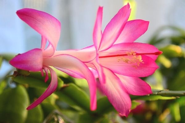 how to care for christmas cactus