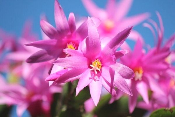 how to propagate christmas cactus