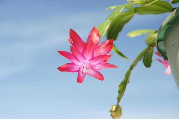 how to propagate christmas cactus