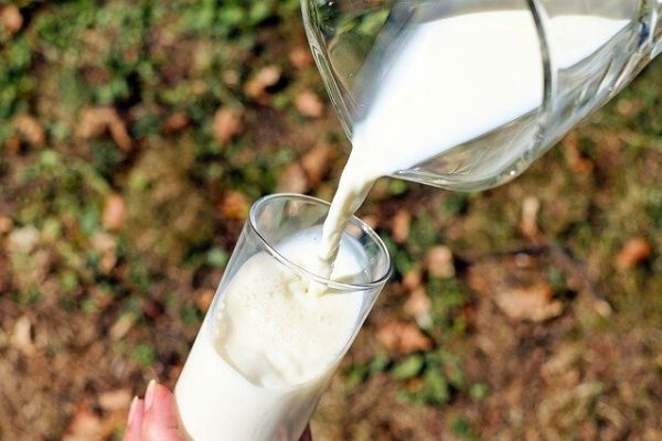 manda sütü faydaları