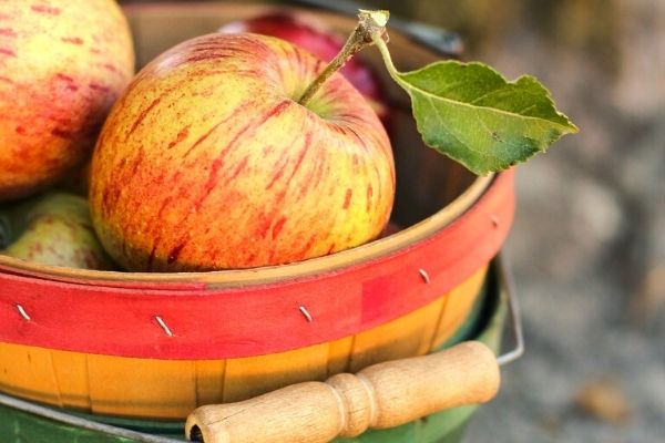 elma faydaları