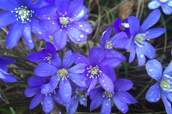 mavi anemon çiçeği yağı ibrahim saraçoğlu