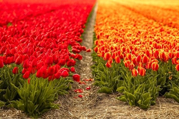 tulip flower care