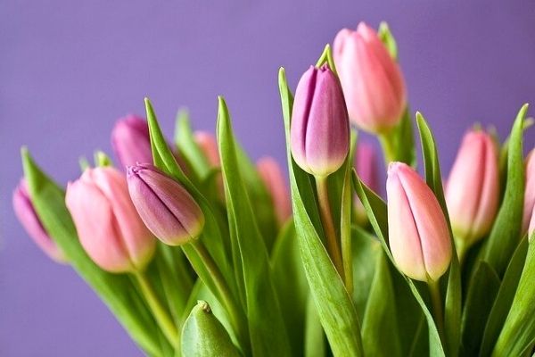 meaning of tulip flower