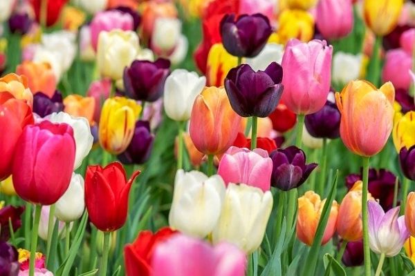 tulip flower cultivation