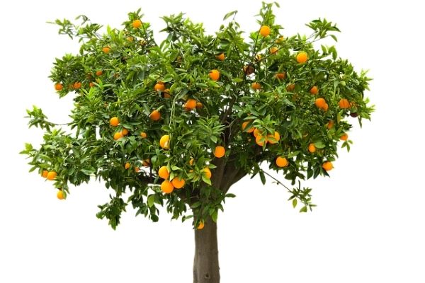 portakal ağacı bakımı
