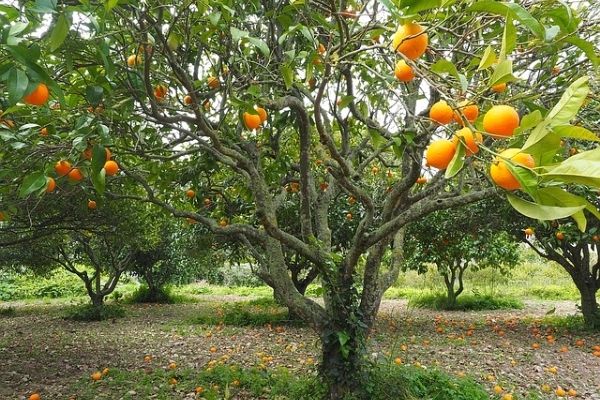 portakal ağacı ne zaman budanır