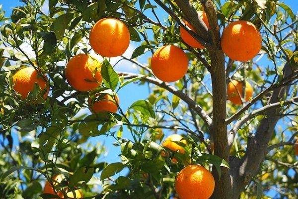 portakal ağacı ne zaman meyve verir
