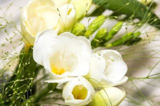 Frezya Çiçeği: Anlamı, Bakımı ve Özellikleri Tarifi