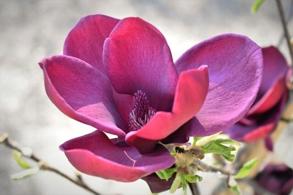 Manolya Çiçeği Bakımı, Anlamı ve Faydaları Tarifi