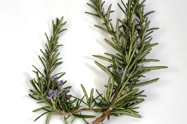 rosemary