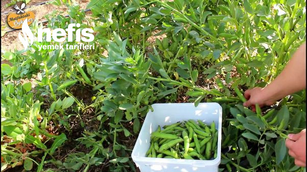 Kendi Bahçemizin Baklaları İle Salçalı Bakla Yemeği (Videolu)