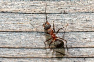 Evdeki Karıncalardan Nasıl Kurtulunur? 10 Etkili Yöntem Tarifi