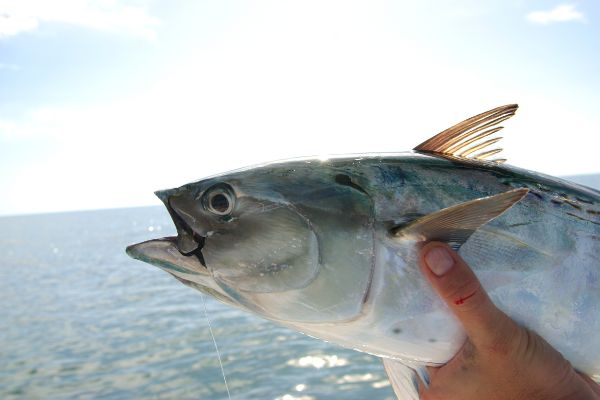 palamut balığı