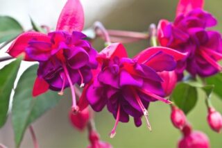 Küpe Çiçeği: Bakımı, Çoğaltılması, Çeşitleri Tarifi