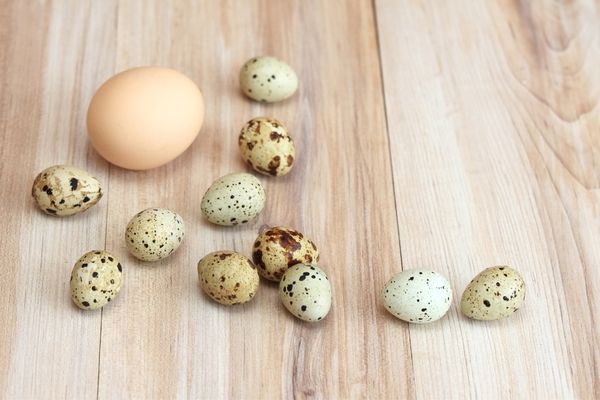 keklik yumurtası faydaları