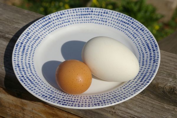 Kaz Yumurtası