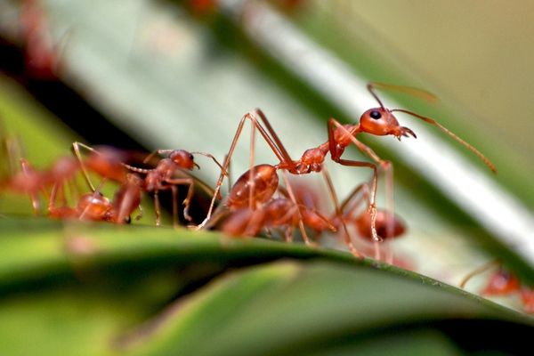 Evdeki Karıncalardan Nasıl Kurtulurum