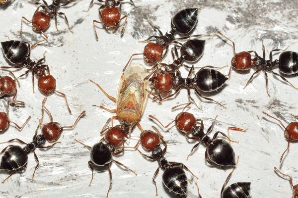 karıncalardan nasıl kurtulunur
