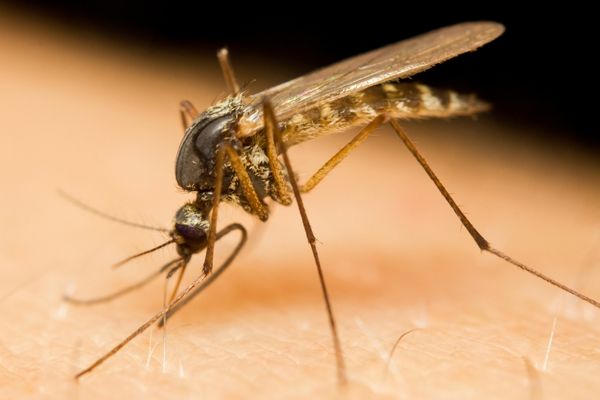 sivrisinek ısırığına ne iyi gelir