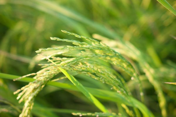 pirinç nasıl yetişir