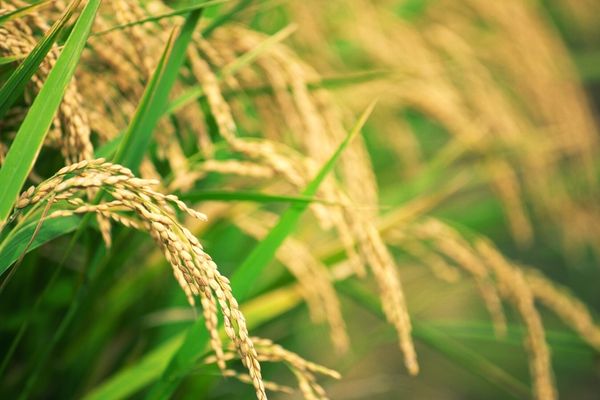 Pirinç Nasıl Yetişir? Türkiye’de Pirinç En Çok Nerede Yetişir? Tarifi