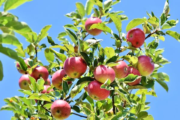elma nasıl yetiştirilir