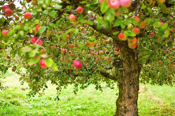 elma nasıl yetişir