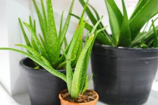 Aloe Vera Bitkisi Bakımı: Evde En Kolay İpuçları Tarifi