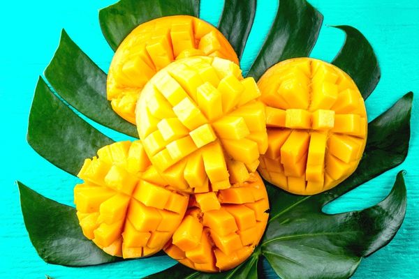 mango nasıl kesilir