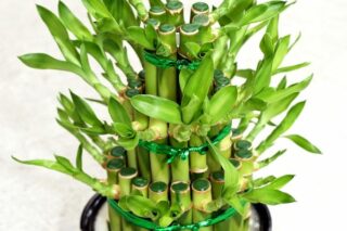 Bambu Bakımı Nasıl Yapılır? Evde Bambu Çiçeği Yetiştiriciliği