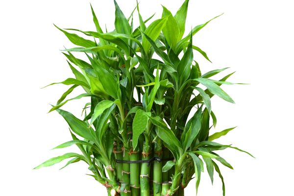bambu çiçeği