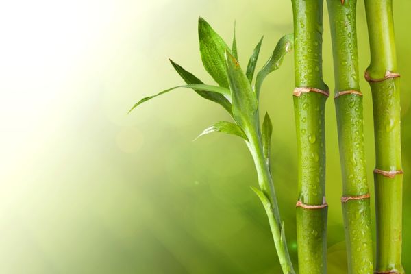 bambu bakımı