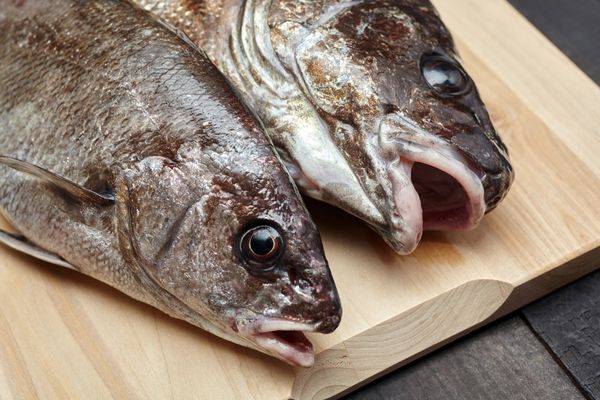 Eşkina Balığı Taşı Faydaları: Böbrek Taşına Çözüm Tarifi