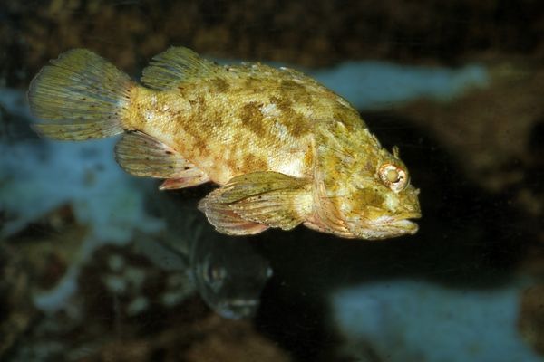 iskorpit balığı 