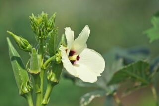 Bamya Çiçeğinin Az Bilinen 10 Faydası Tarifi