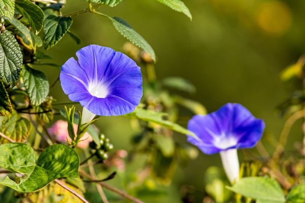 mavi kahkaha çiçeği