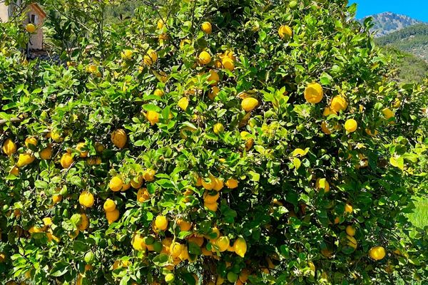 limon ağacı nasıl yetiştirilir