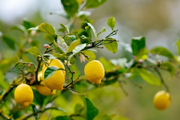 5 Adımda En Verimli Limon Nasıl Yetiştirilir? Tarifi