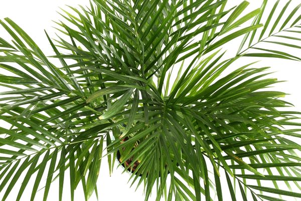 areka palmiyesi nasıl çoğaltılır
