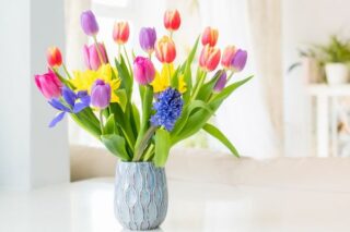 Lale Çiçeği Özellikleri, Anlamı, Evde Bakımı Tarifi