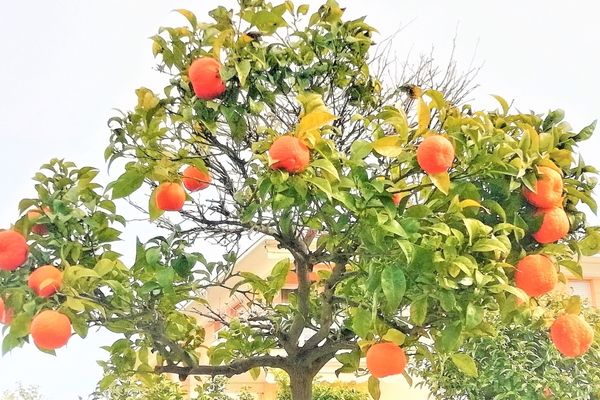 portakal ağacı fidanı