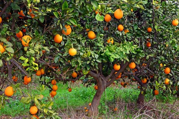 Portakal Ağacı: Bakımı ve Yetiştiriciliği Tarifi