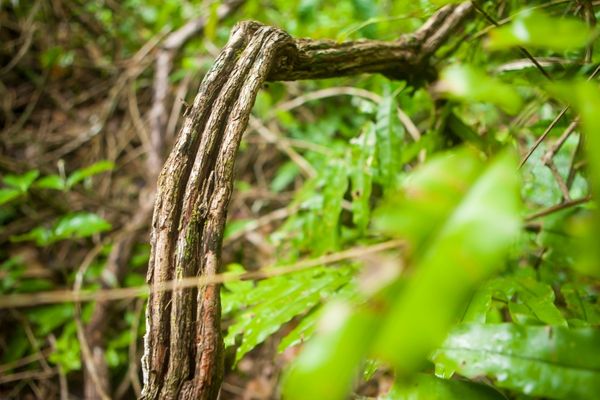 ayahuasca bitkisi