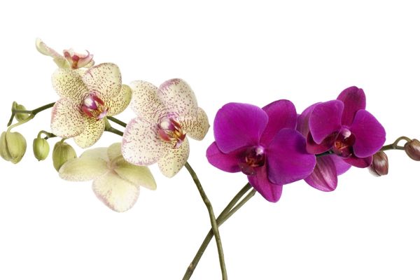orkide bakımı nefis yemek tarifleri