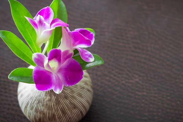 orkide çeşitleri