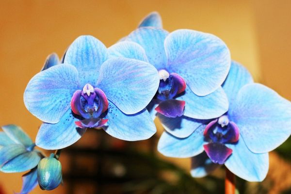 orkide bakımı