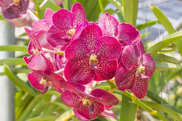 orkidelerin bakımı