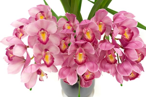 Orkide Bakımı: Çoğaltma, Budama ve Saksı Değişimi Tarifi