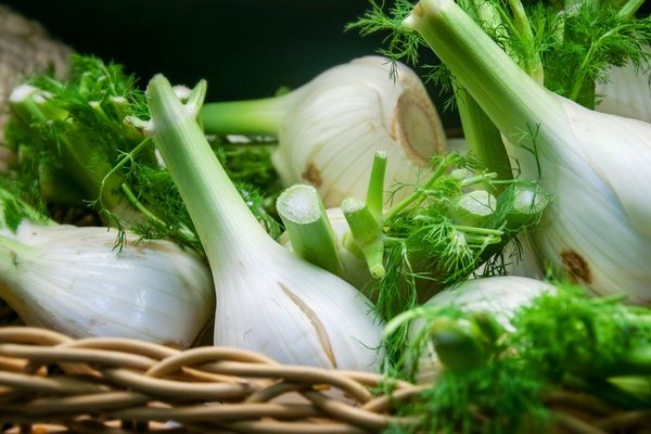 what is fennel